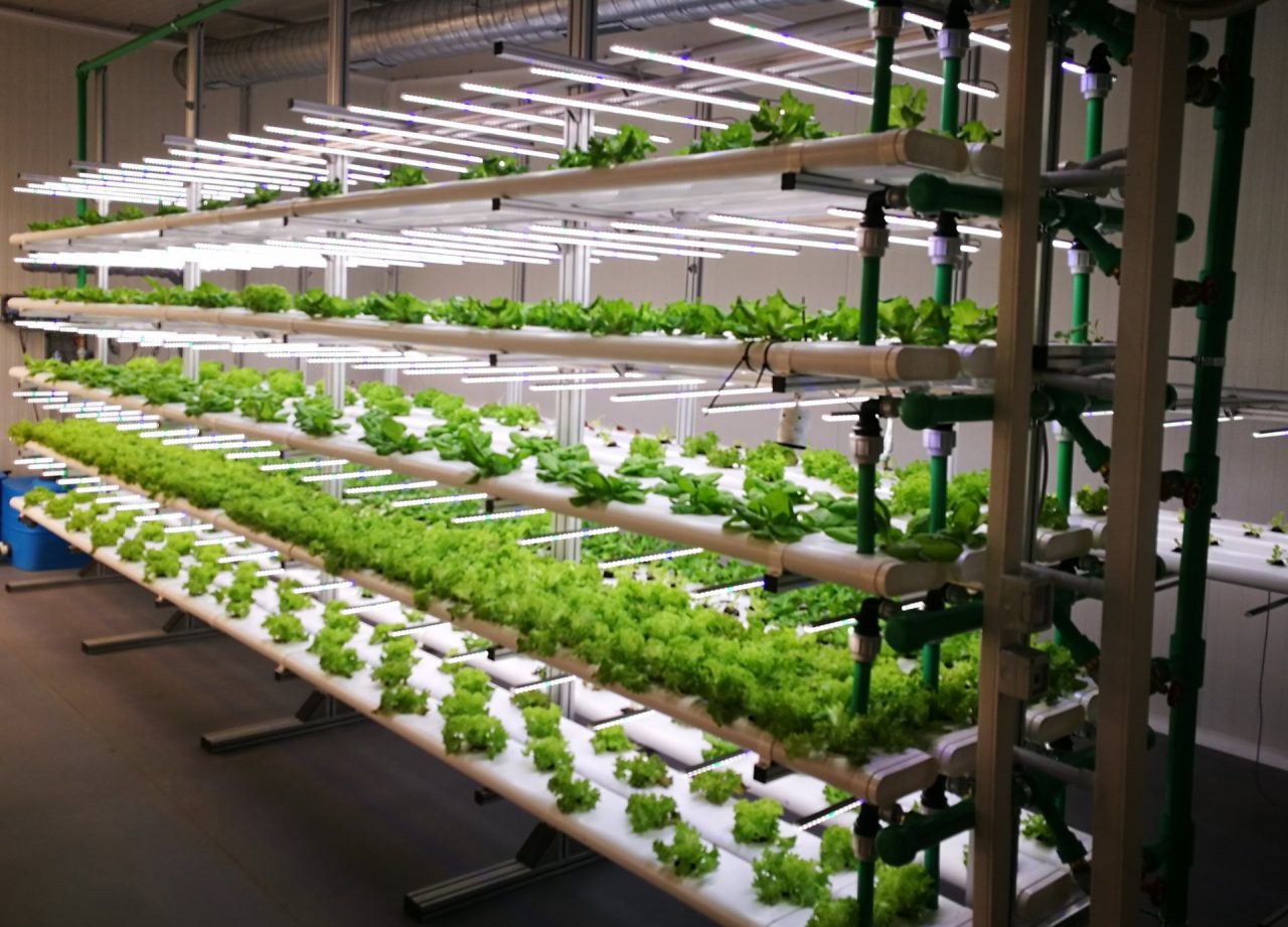 La serra che aiuta a sfamare il mondo è a Novara