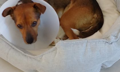 Colpi di pistola contro un cagnolino: è caccia al responsabile