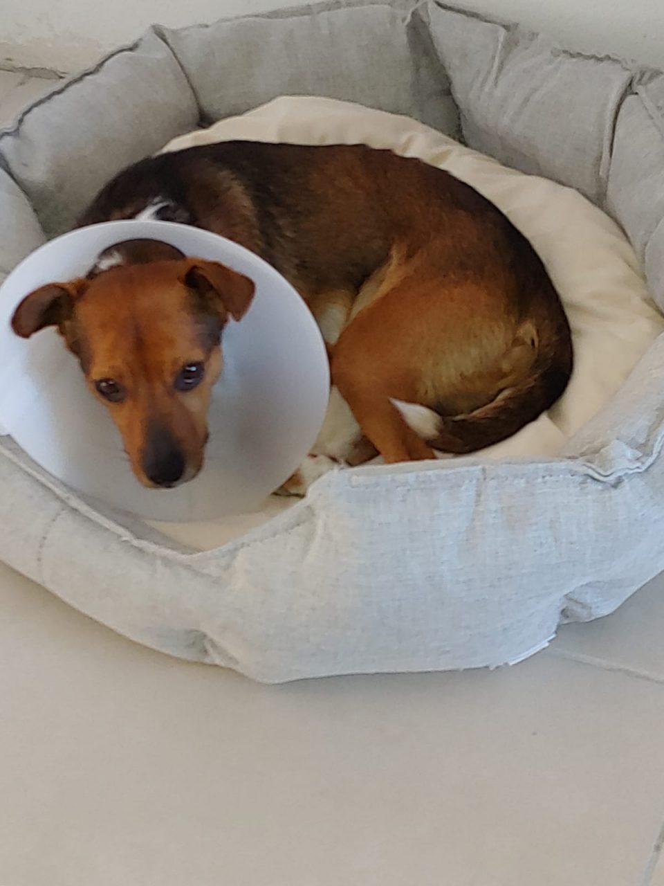 Colpi di pistola contro un cagnolino: è caccia al responsabile