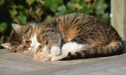 Trecate gatti feriti o abbandonati: ecco i numeri di emergenza