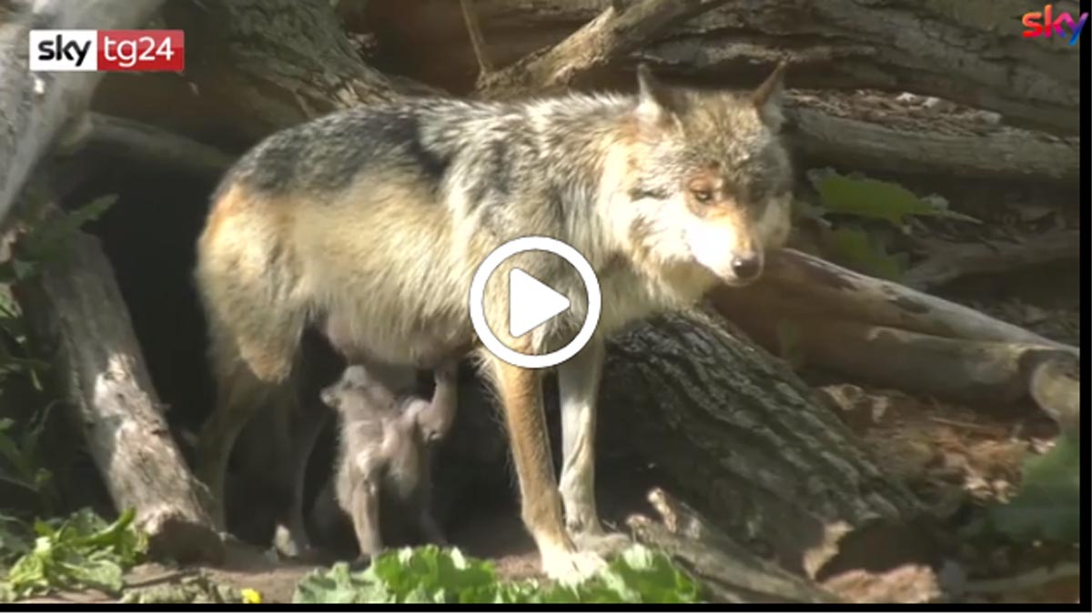 Piano conservazione e gestione del lupo: no agli abbattimenti selettivi