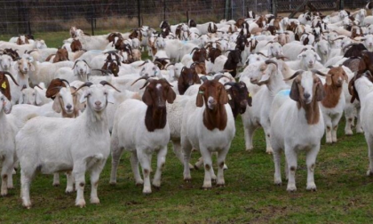 Rubano 30 caprette in un’azienda agricola