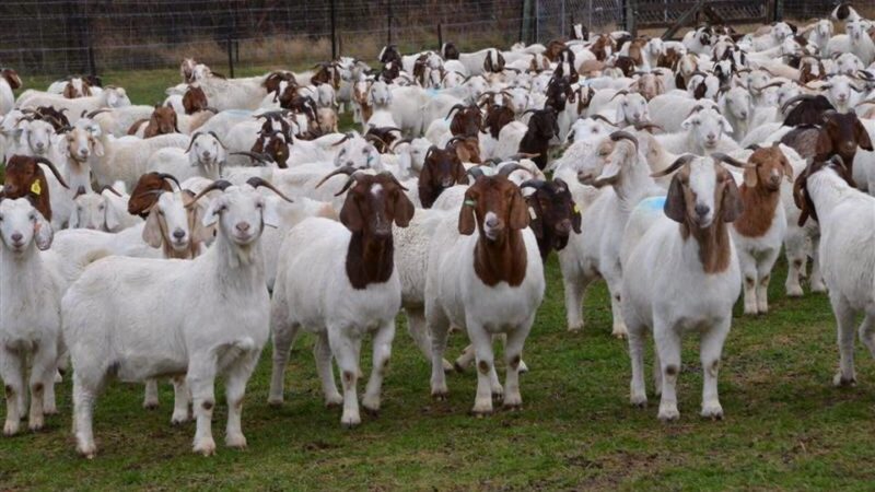 Rubano 30 caprette in un’azienda agricola
