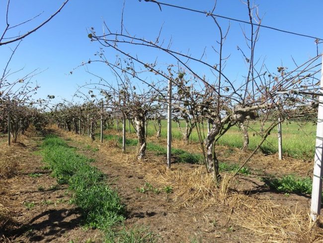 Strage dei Kiwi: dalla Regione 1,8 milioni ai coltivatori