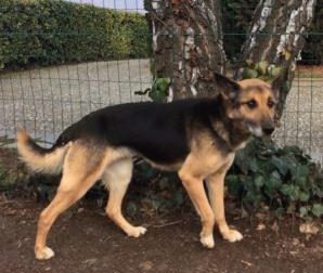 La cagnolina Lucy ha bisogno di aiuto