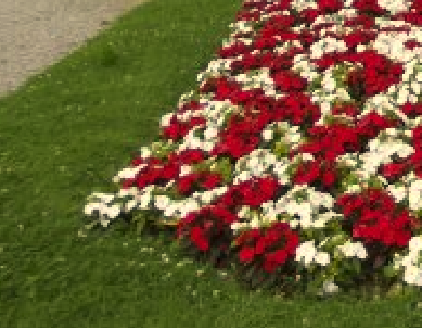“Adotta un’aiuola”: torna a Cerano
