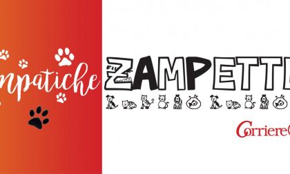 Simpatiche Zampette: il ritorno!