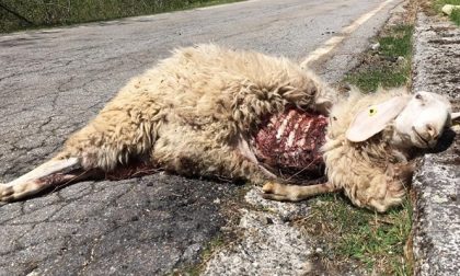 Valsesia pecore sbranate dai lupi: sconcerto tra i pastori