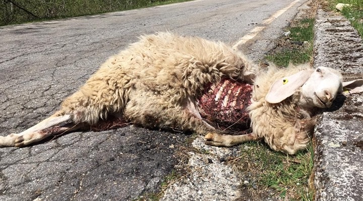 Valsesia pecore sbranate dai lupi: sconcerto tra i pastori