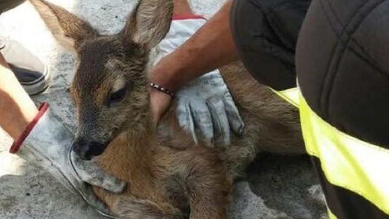 Capriolo investito salvato nelle campagne del Novarese