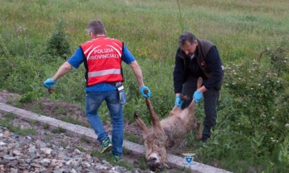 Lupo investito da un treno a Domodossola