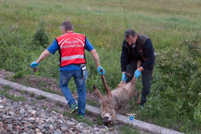 Lupo investito da un treno a Domodossola