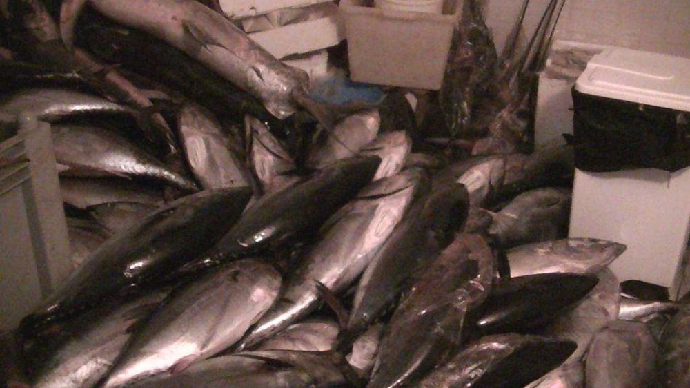 Pescavano con cavi elettrici: condanna per il caso di Borgo Ticino