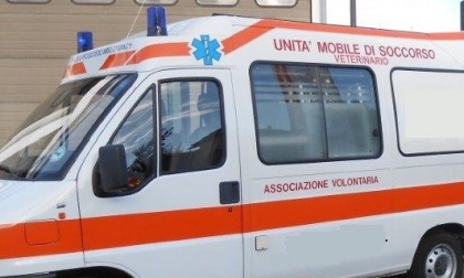 Cane lasciato solo sul balcone si lancia dal quarto piano
