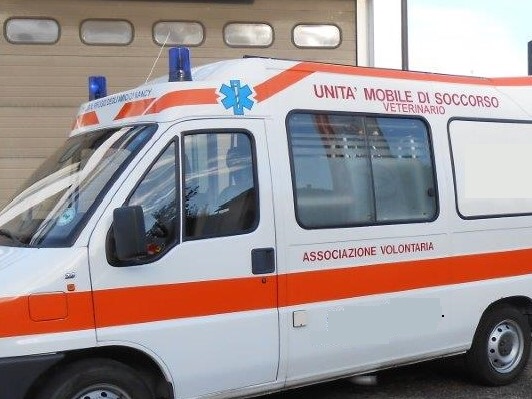 Cane lasciato solo sul balcone si lancia dal quarto piano