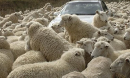 Gregge blocca il traffico sulla strada del lago d’Orta