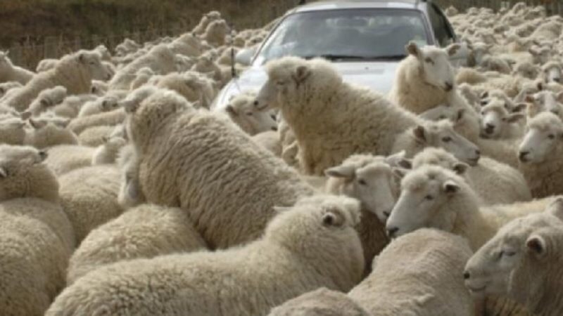 Gregge blocca il traffico sulla strada del lago d’Orta