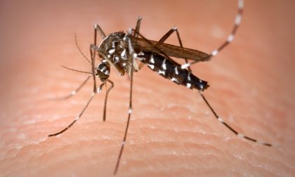 Zanzare, il Comune dichiara guerra