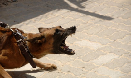 Cane morde al collo e al volto il proprietario: è gravissimo