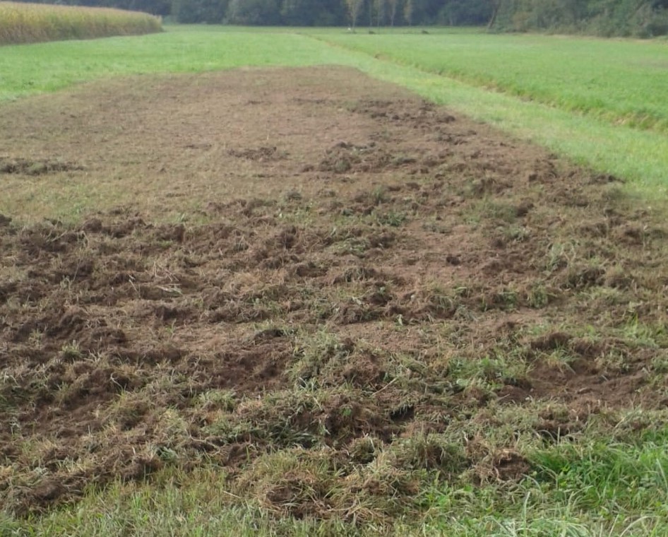 Cinghiali, sempre più emergenza