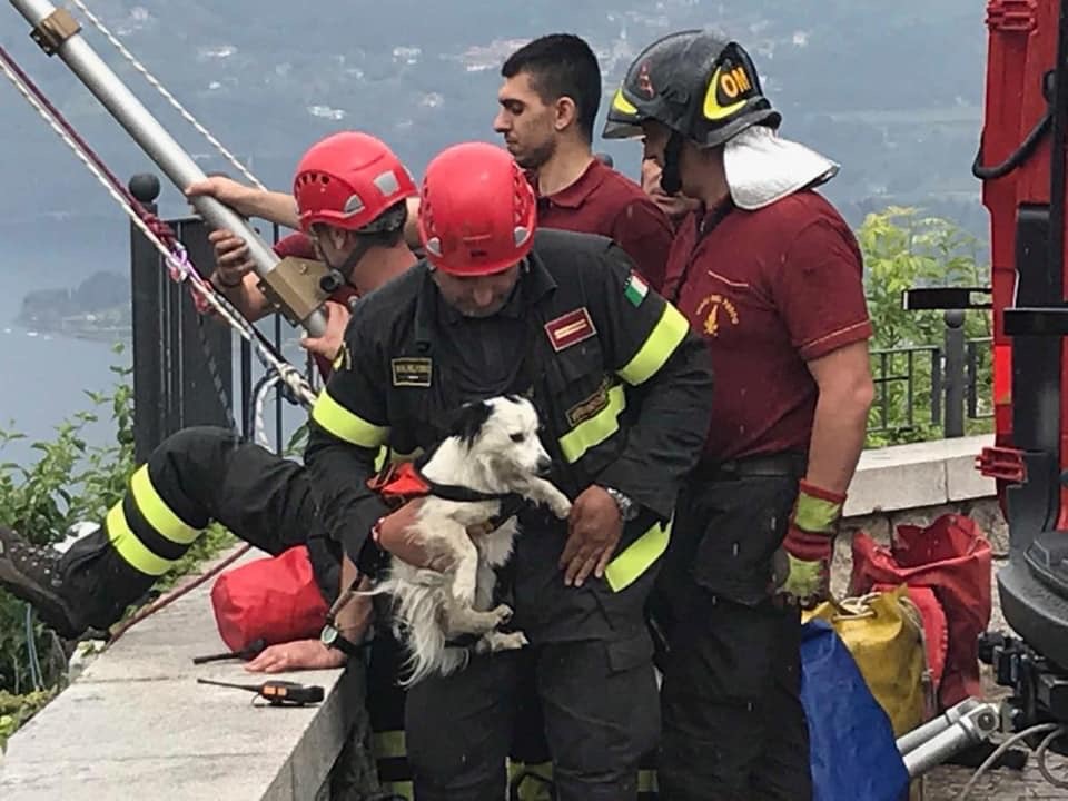 Cane nel dirupo salvato dai Vigili del fuoco