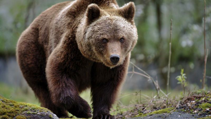 Orso avvistato nel Vco