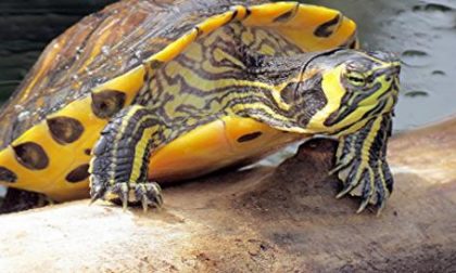 Tartarughe abbandonate nei fiumi: a rischio le specie autoctone