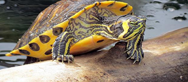 Tartarughe abbandonate nei fiumi: a rischio le specie autoctone