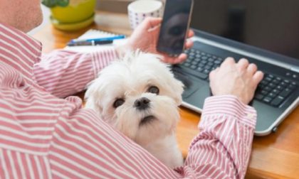 Oggi è la "Giornata del cane in ufficio"