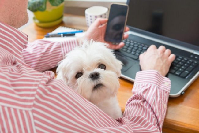 Oggi è la “Giornata del cane in ufficio”