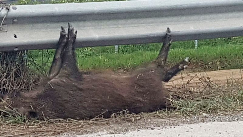 Cinghiali uccisi appesi al guard-rail lungo la strada
