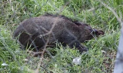 Novara cinghiale sulla tangenziale provoca tamponamento tra cinque auto