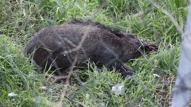 Novara lo “squartatore di cinghiali” torna in azione: altri 3 dilaniati