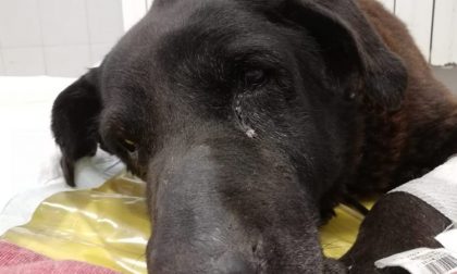 Cane chiuso in un sacco dell’immondizia e gettato tra i rifiuti
