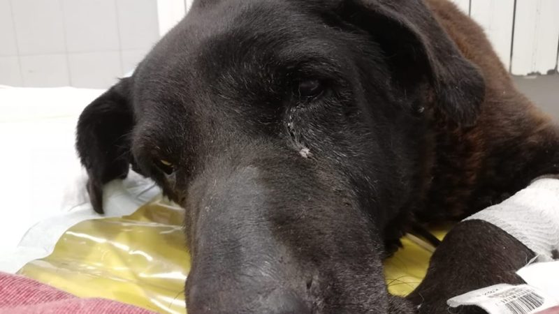 Cane chiuso in un sacco dell’immondizia e gettato tra i rifiuti