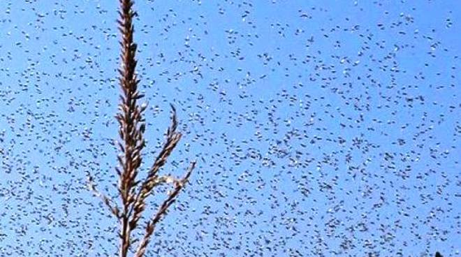 Invasione di moscerini: ecco il perchè