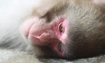 Lav contro la sperimentazione sui macachi di Torino, interviene la Ministra Grillo