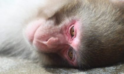 Lav contro la sperimentazione sui macachi dell'Università di Torino