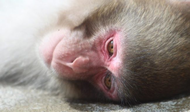 Lav contro la sperimentazione sui macachi dell’Università di Torino