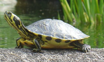 Tartarughe d’acqua: registrazione obbligatoria entro il 31 agosto