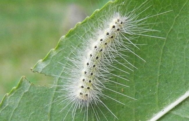 Allarme bruco americano: le linee guida