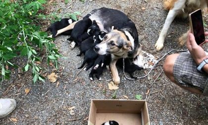 Cane-eroe salva altri tre adulti e 14 cuccioli