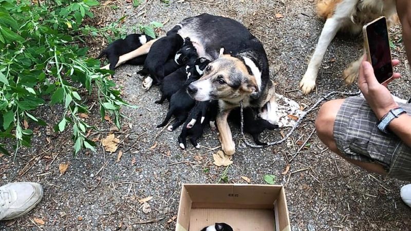Cane-eroe salva altri tre adulti e 14 cuccioli