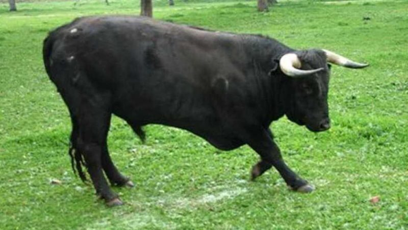 Toro imbizzarrito in strada provoca incidenti, è stato abbattuto
