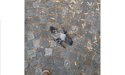 Arona pieno centro: con una pistola a pallini sparano e uccidono un piccione