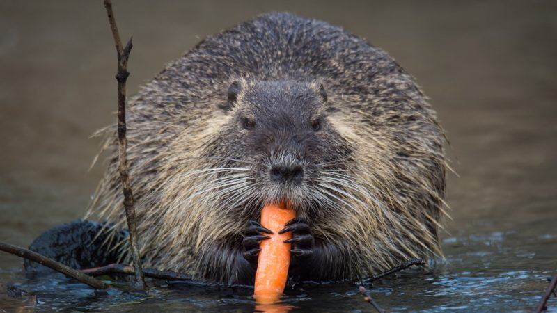 Ghemme nutria in casa non se ne vuole andare: chiamati i vigili del fuoco