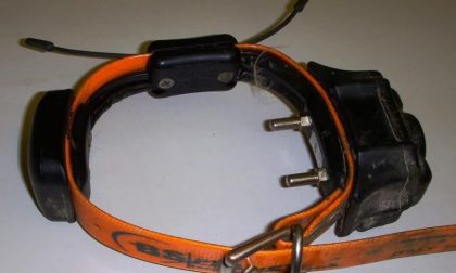 Torino usa il collare elettrico: denunciato per maltrattamenti