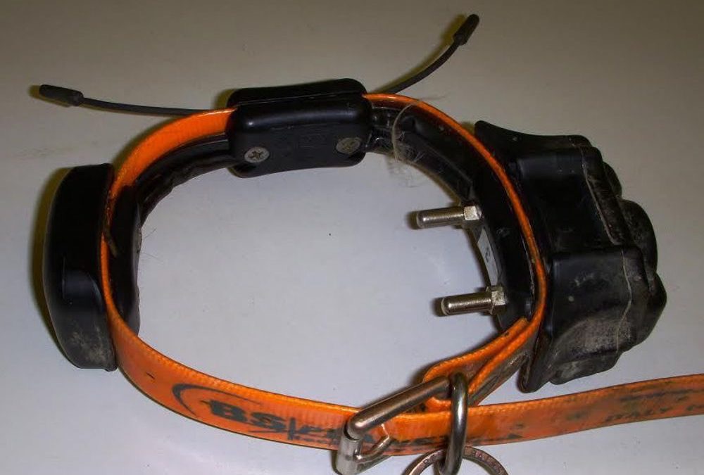 Torino usa il collare elettrico: denunciato per maltrattamenti