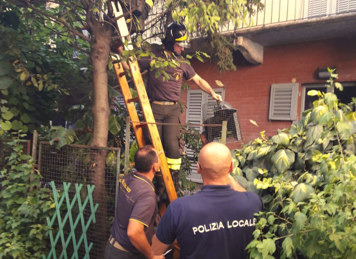 Cerano, gattino messo in salvo