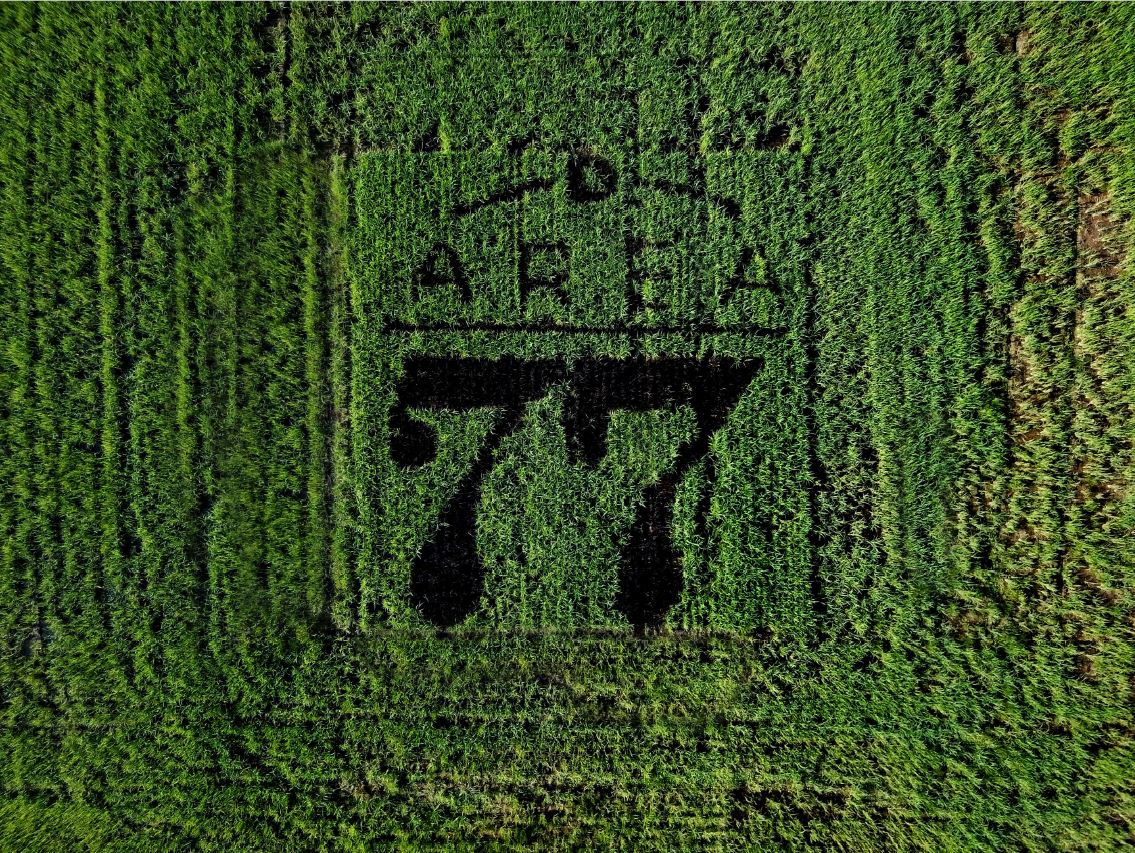 Area 77, nella Bassa il riso diventa arte